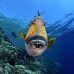 triggerfish_titan_bro_b_ni_v_0622_egy1097.jpg